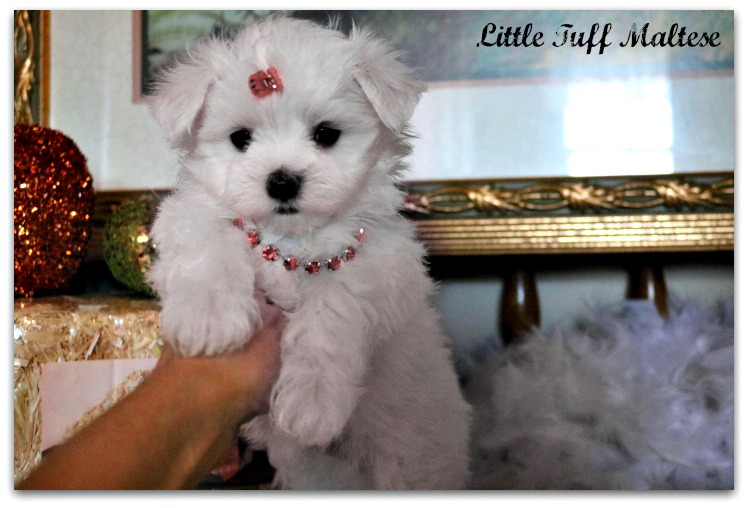 Little shop tuff maltese