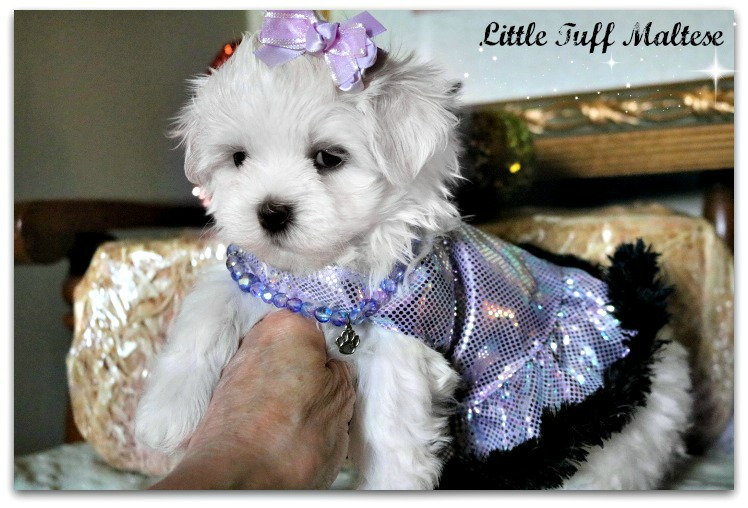 Little shop tuff maltese