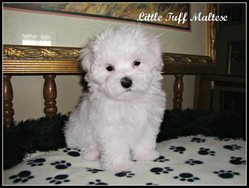 Little shop tuff maltese