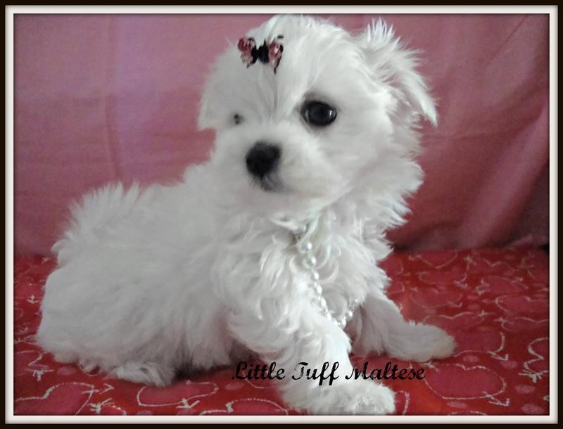 Little shop tuff maltese
